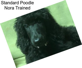Standard Poodle Nora Trained
