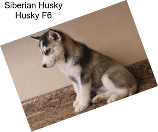 Siberian Husky Husky F6