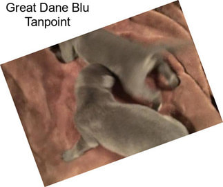 Great Dane Blu Tanpoint