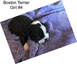 Boston Terrier Girl #4