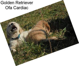 Golden Retriever Ofa Cardiac