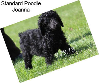 Standard Poodle Joanna