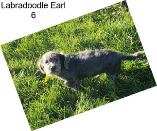 Labradoodle Earl 6