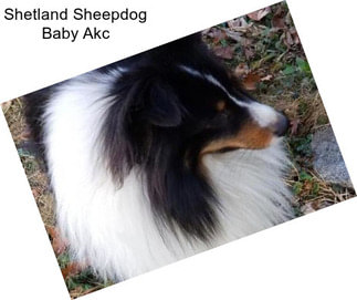 Shetland Sheepdog Baby Akc