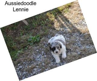 Aussiedoodle Lennie