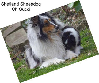 Shetland Sheepdog Ch Gucci