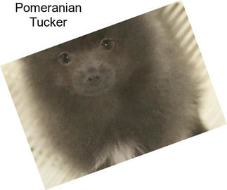 Pomeranian Tucker