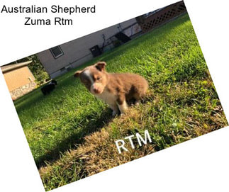 Australian Shepherd Zuma Rtm