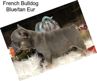 French Bulldog Blue/tan Eur