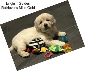 English Golden Retrievers Miss Gold