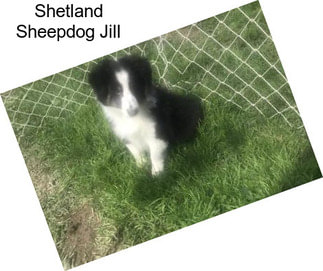 Shetland Sheepdog Jill