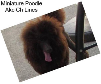 Miniature Poodle Akc Ch Lines