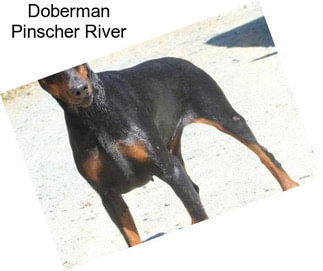 Doberman Pinscher River