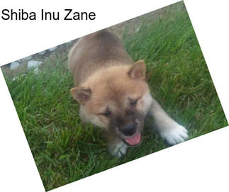 Shiba Inu Zane