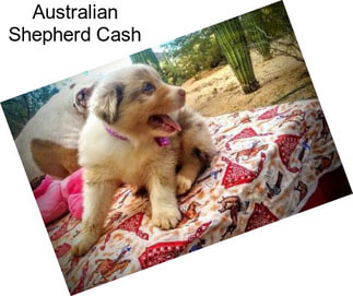 Australian Shepherd Cash