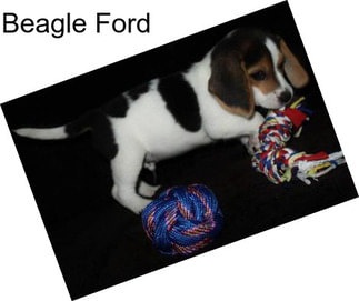 Beagle Ford