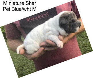 Miniature Shar Pei Blue/wht M