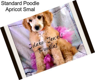 Standard Poodle Apricot Smal