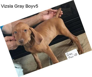 Vizsla Gray Boyv5