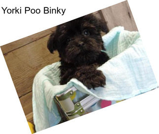 Yorki Poo Binky