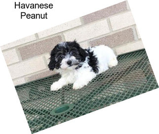 Havanese Peanut