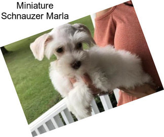 Miniature Schnauzer Marla