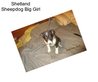 Shetland Sheepdog Big Girl