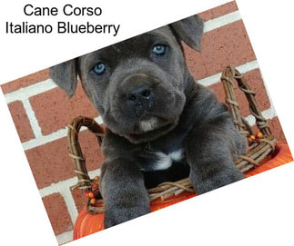 Cane Corso Italiano Blueberry