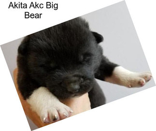 Akita Akc Big Bear