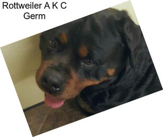 Rottweiler A K C Germ