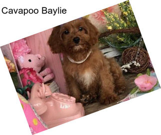 Cavapoo Baylie