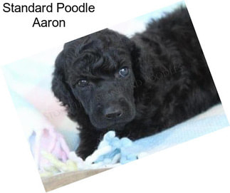 Standard Poodle Aaron