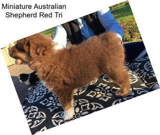 Miniature Australian Shepherd Red Tri