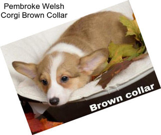 Pembroke Welsh Corgi Brown Collar