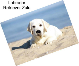 Labrador Retriever Zulu