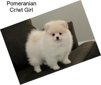 Pomeranian Cr/wt Girl