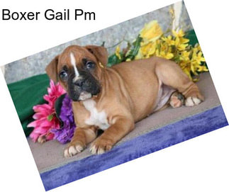 Boxer Gail Pm