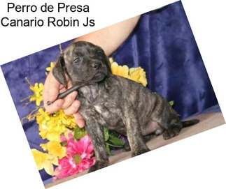 Perro de Presa Canario Robin Js