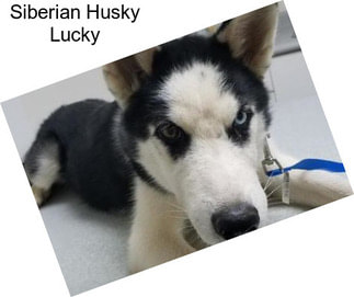 Siberian Husky Lucky