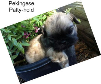 Pekingese Patty-hold
