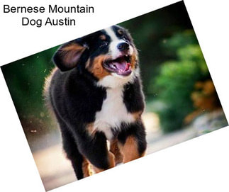 Bernese Mountain Dog Austin
