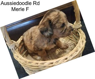 Aussiedoodle Rd Merle F