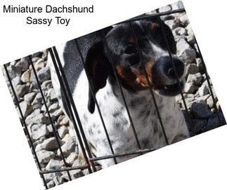 Miniature Dachshund Sassy Toy