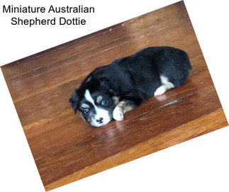 Miniature Australian Shepherd Dottie
