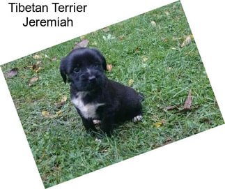 Tibetan Terrier Jeremiah