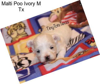 Malti Poo Ivory M Tx