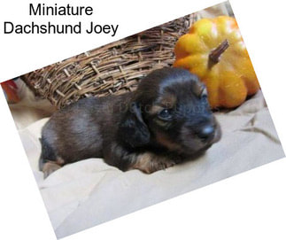 Miniature Dachshund Joey