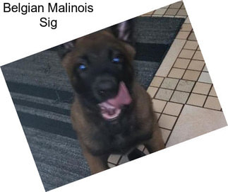 Belgian Malinois Sig