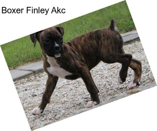 Boxer Finley Akc