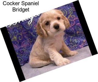 Cocker Spaniel Bridget